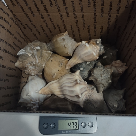 5 lb of Seashell Whelk Welk Shell Beach Shelf Display Decor Aquarium - Picture 6 of 10